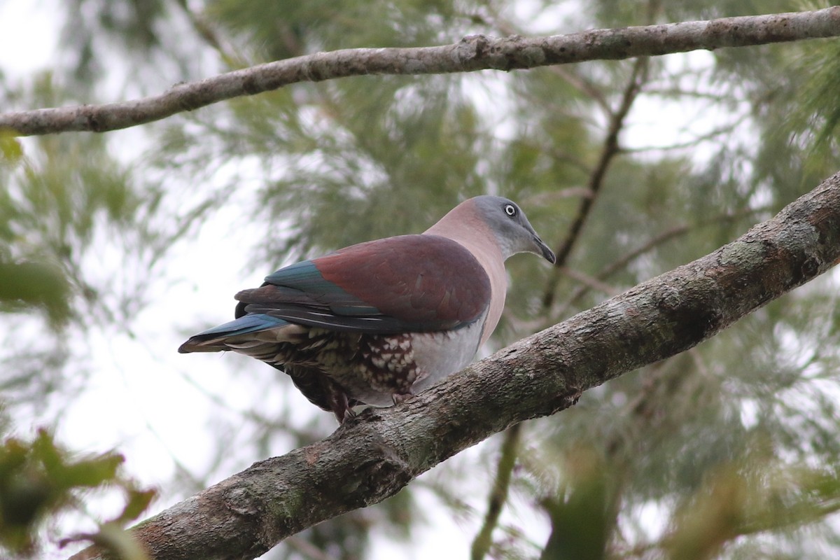 Zoe's Imperial-Pigeon - ML184600091