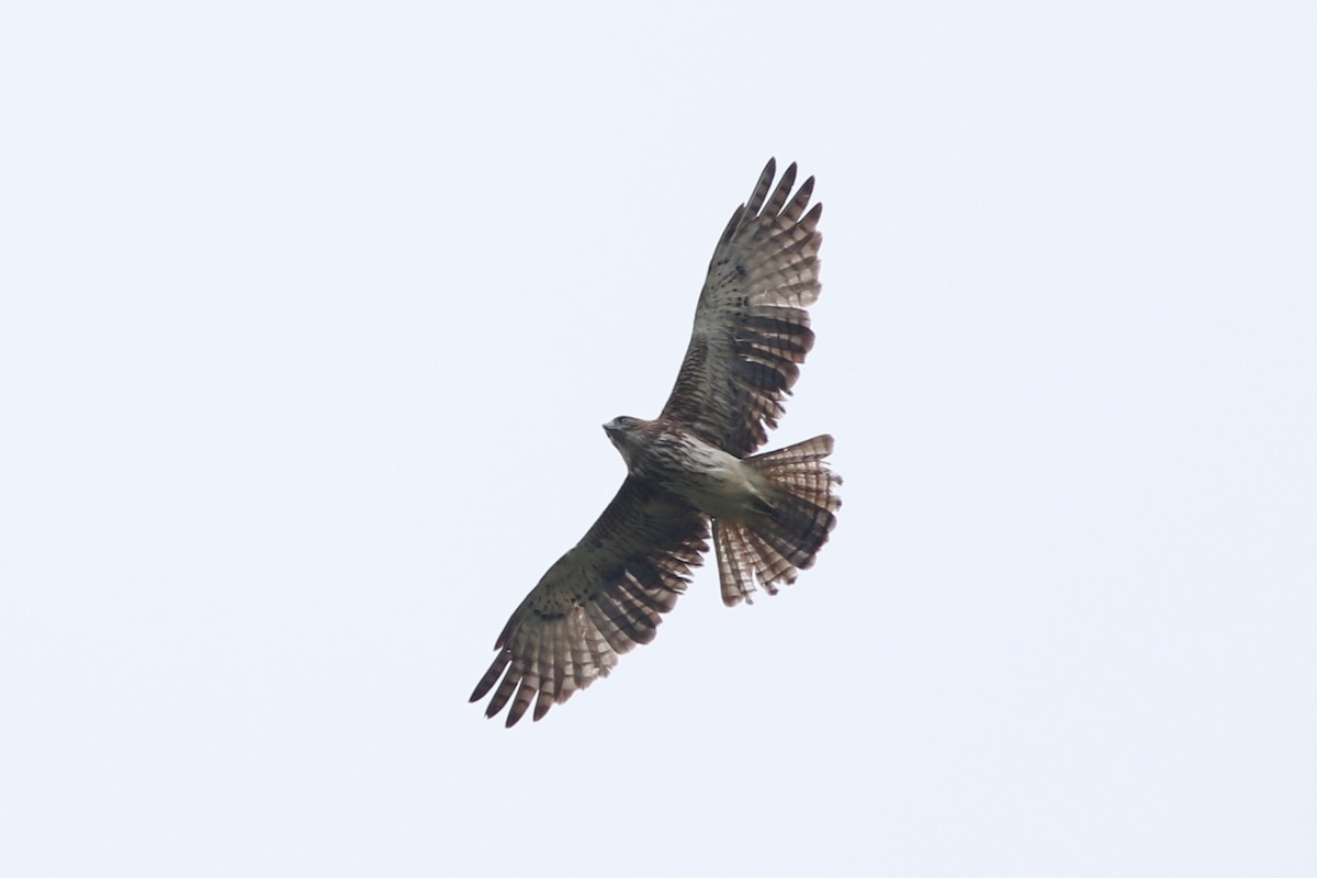 Pygmy Eagle - ML184600401