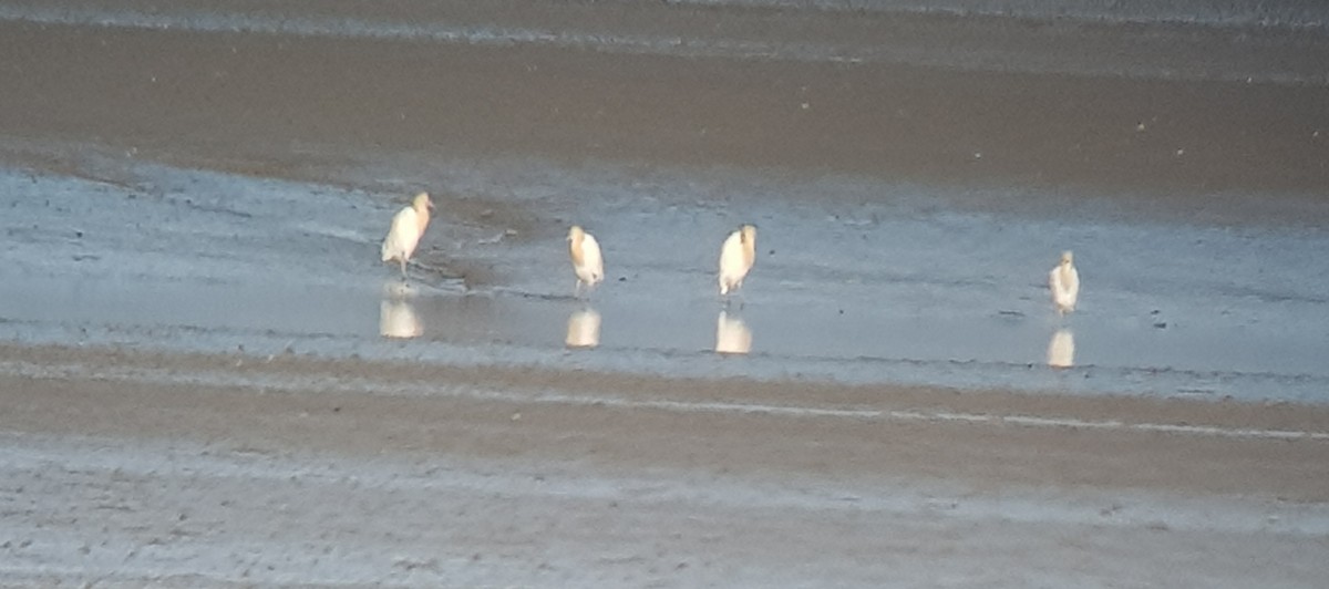 Eastern Cattle-Egret - ML184600411