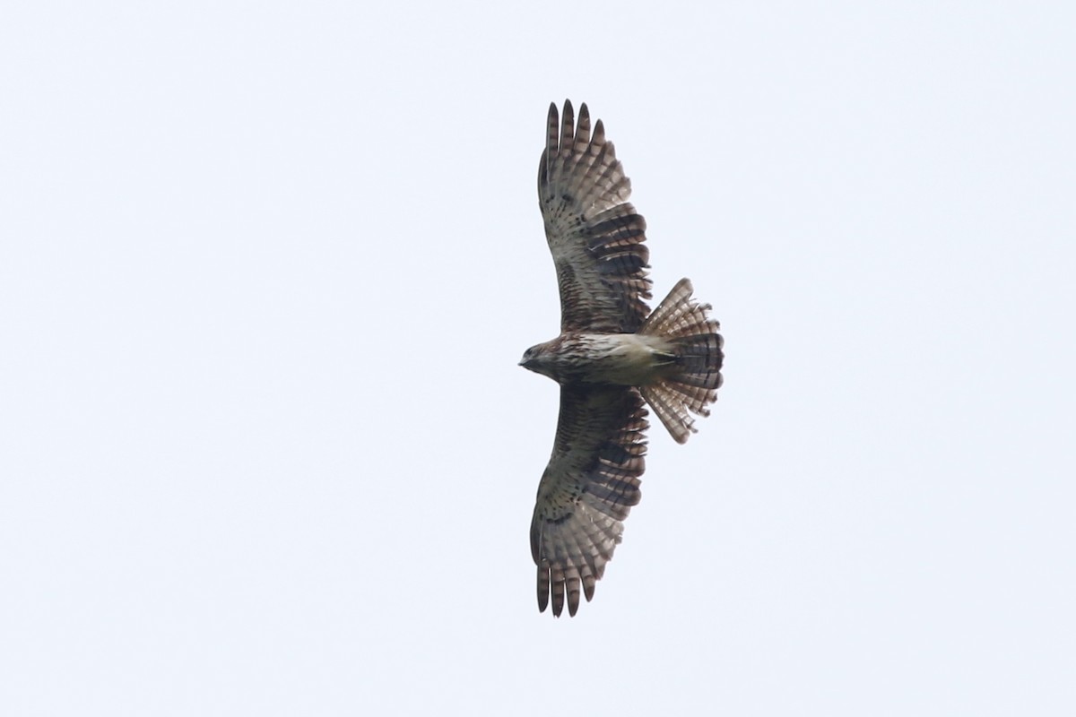 Pygmy Eagle - Chris Wiley