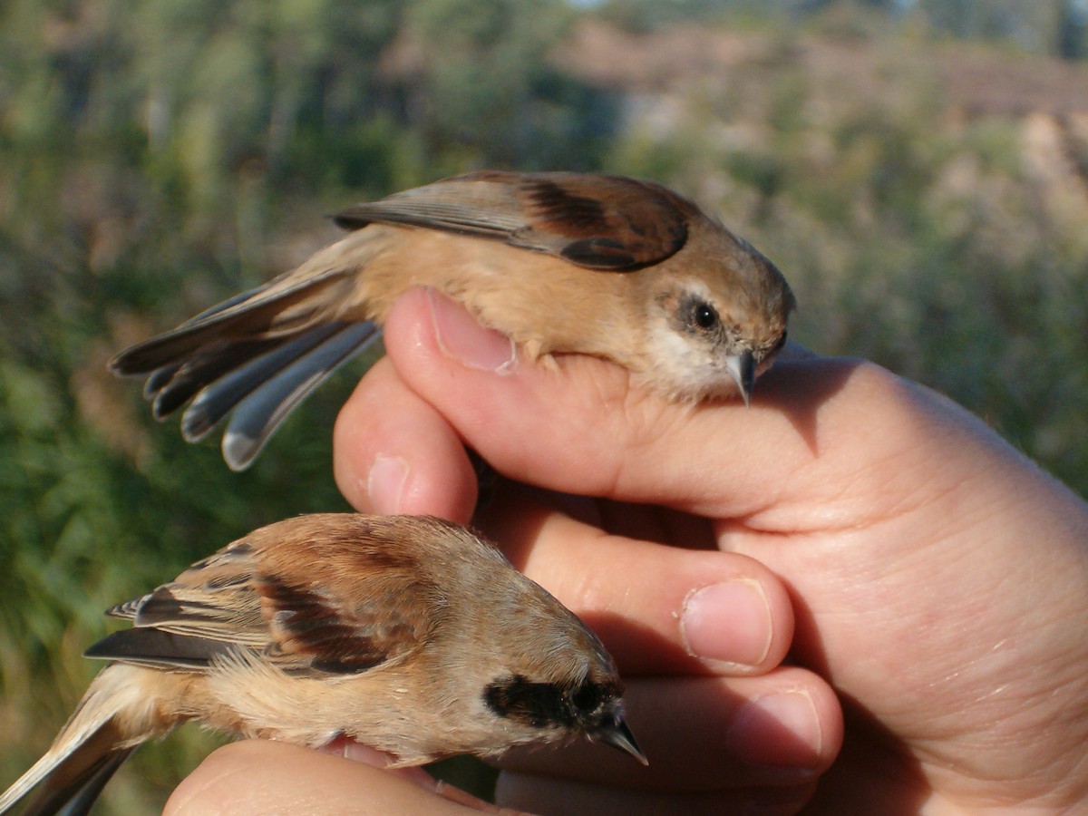 Eurasian Penduline-Tit - Carlos Torrijos