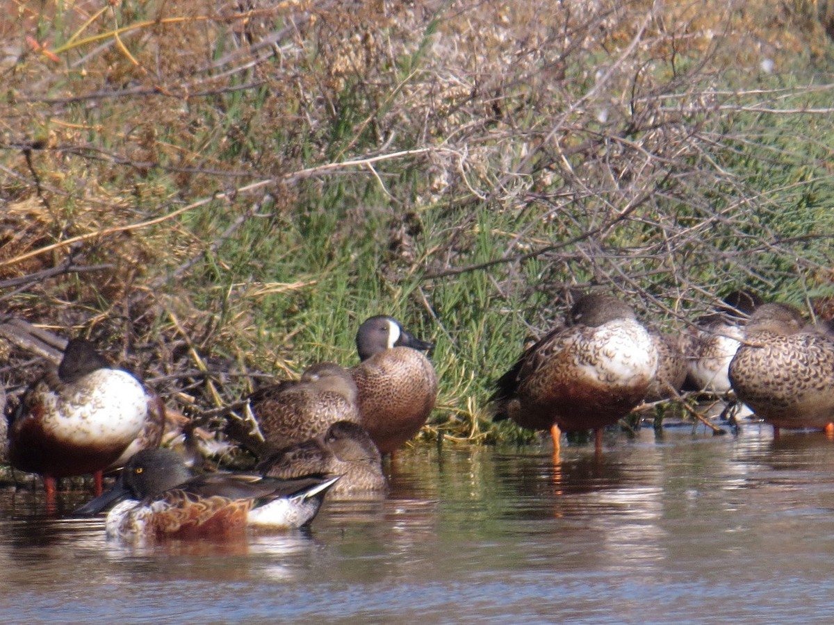 Blue-winged Teal - ML184600691