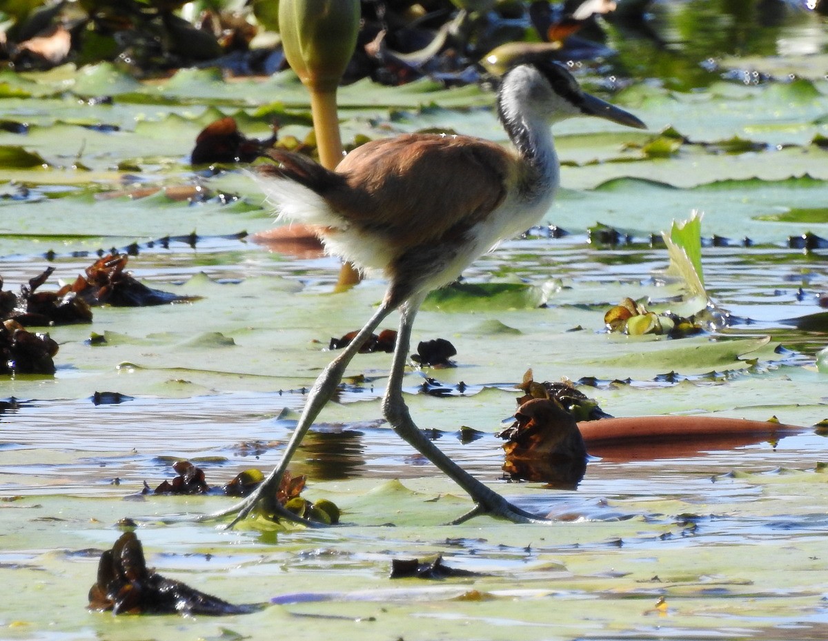 Madagascar Jacana - ML184600871