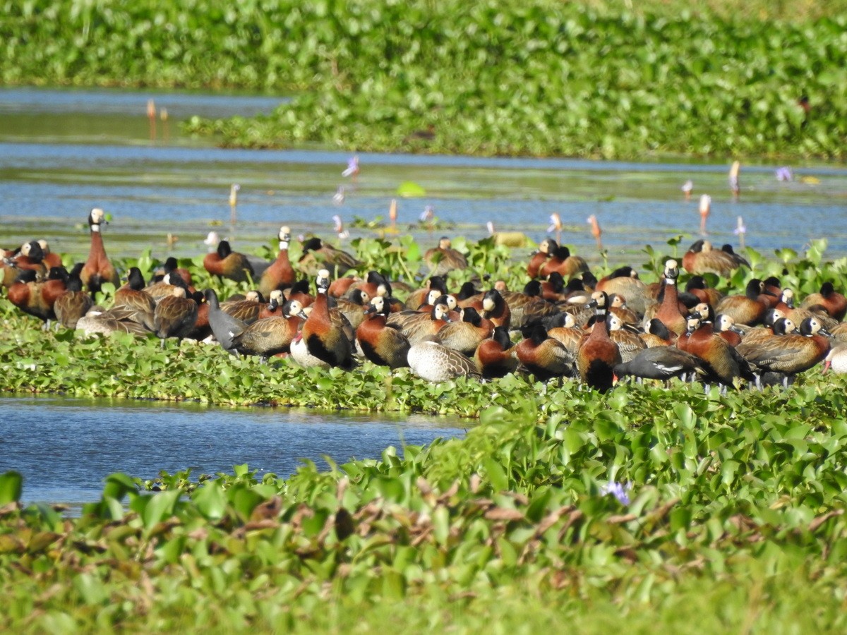 Dendrocygne veuf - ML184601021
