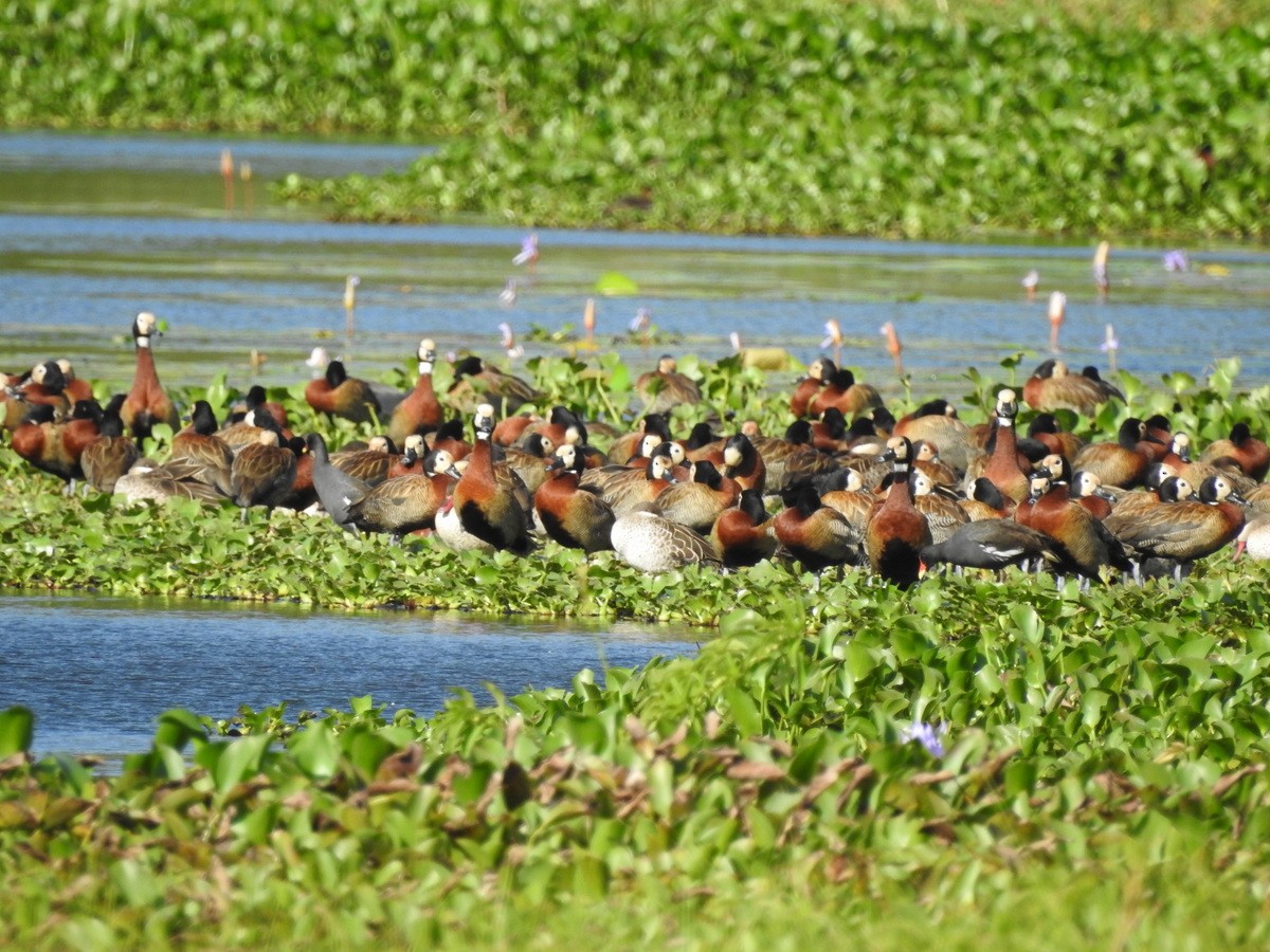 White-faced Whistling-Duck - ML184601021