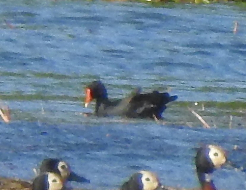 Gallinule poule-d'eau - ML184601051