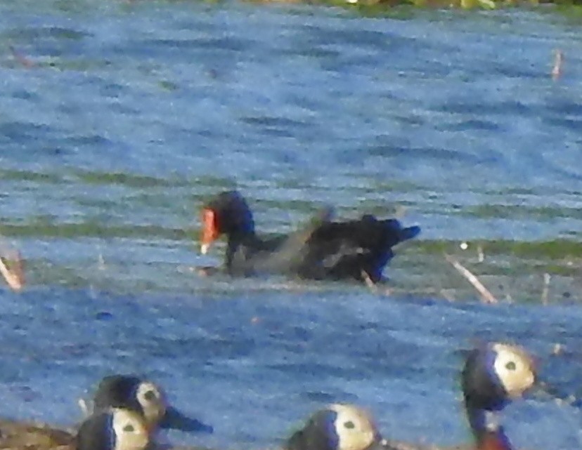 Eurasian Moorhen - ML184601051