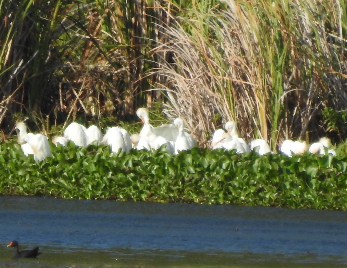 Western Cattle Egret - ML184601101