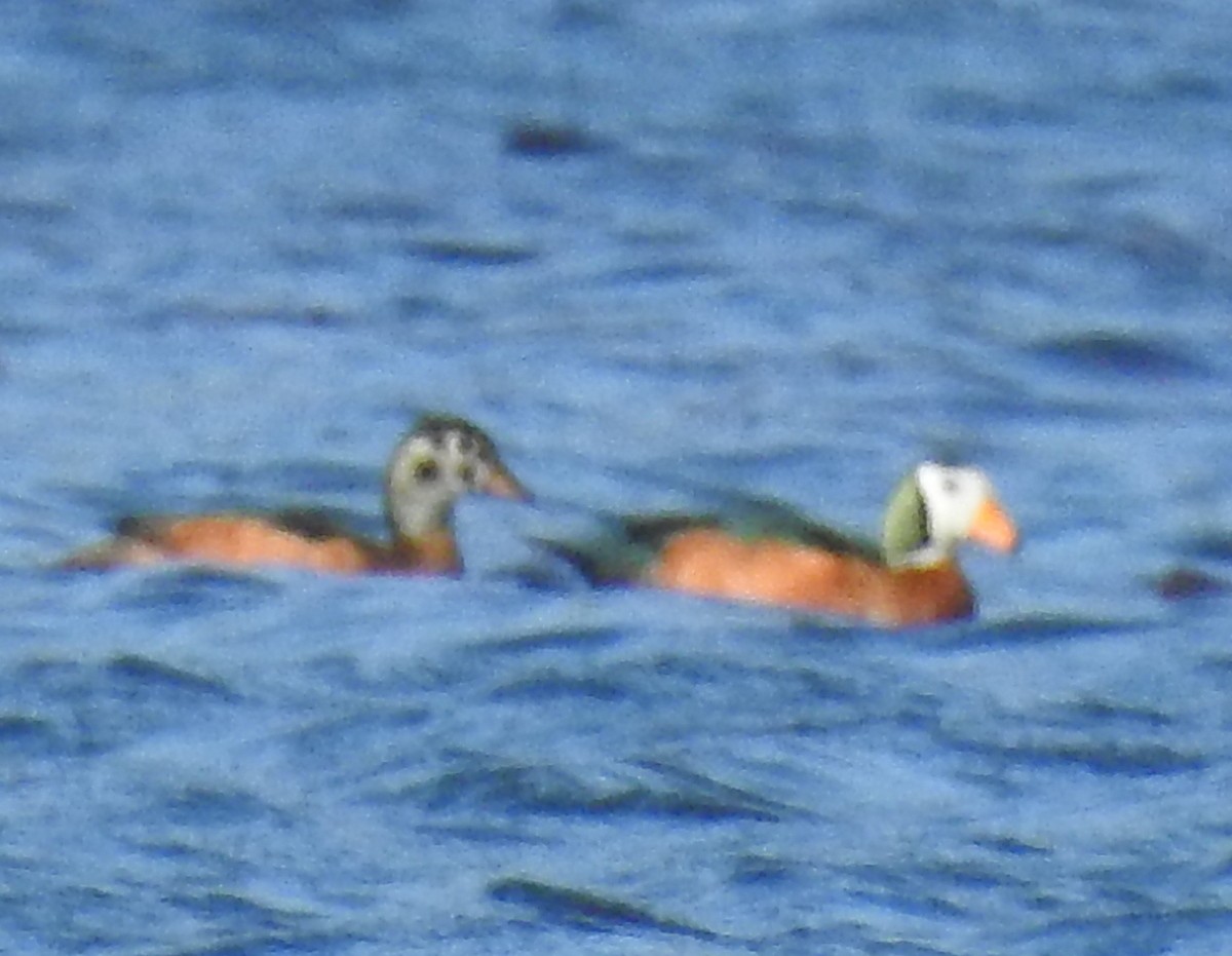 African Pygmy-Goose - ML184601151