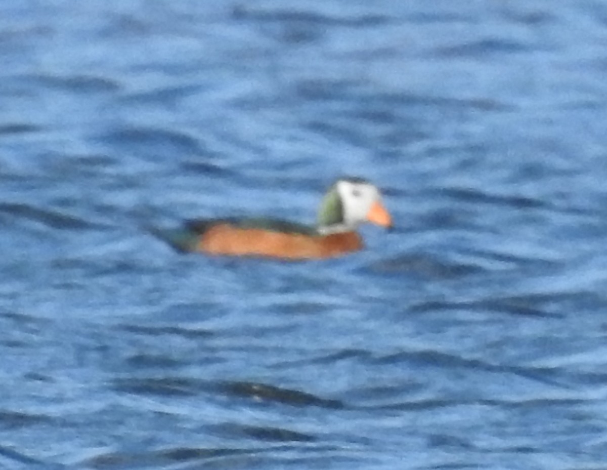 African Pygmy-Goose - ML184601171