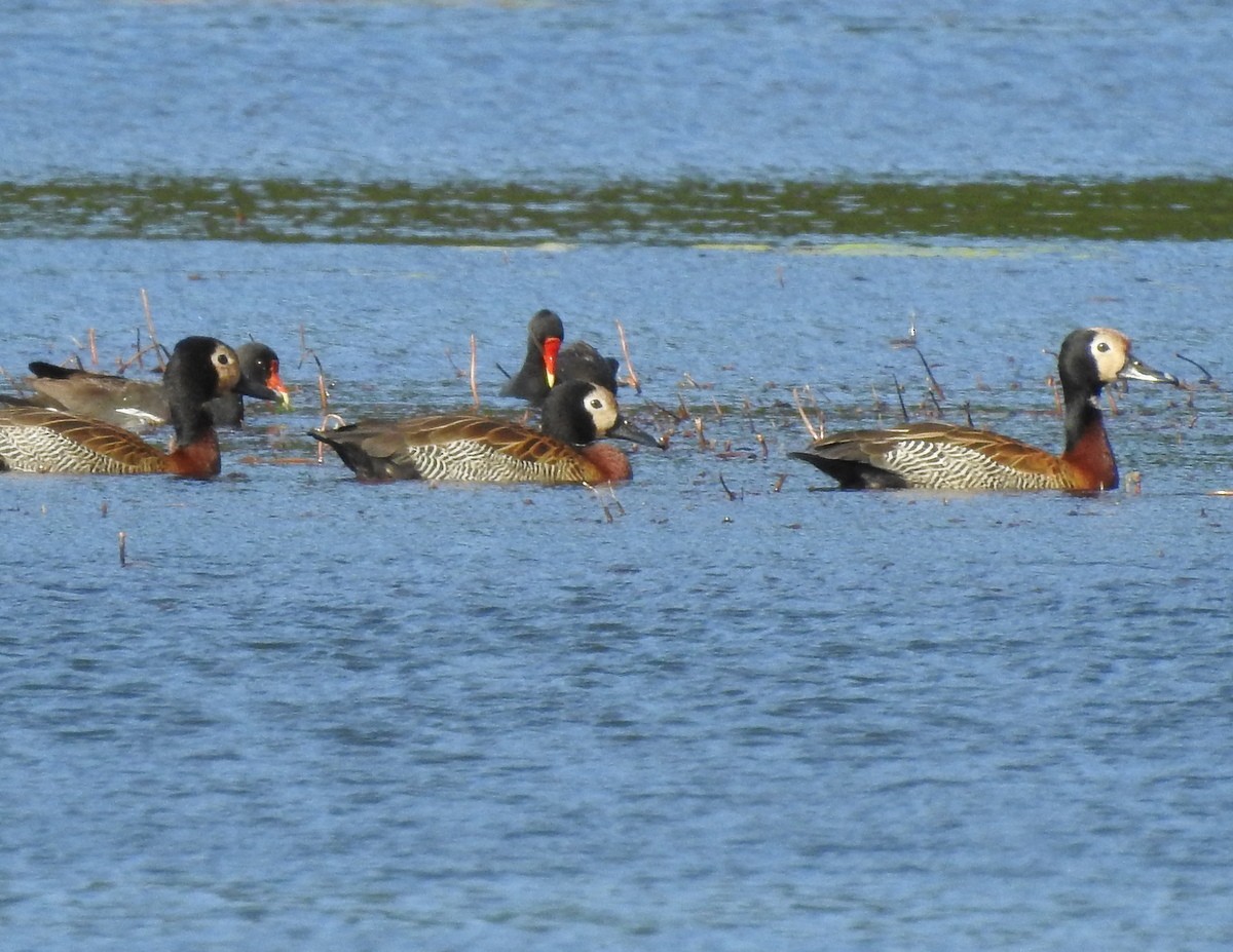 White-faced Whistling-Duck - ML184601221