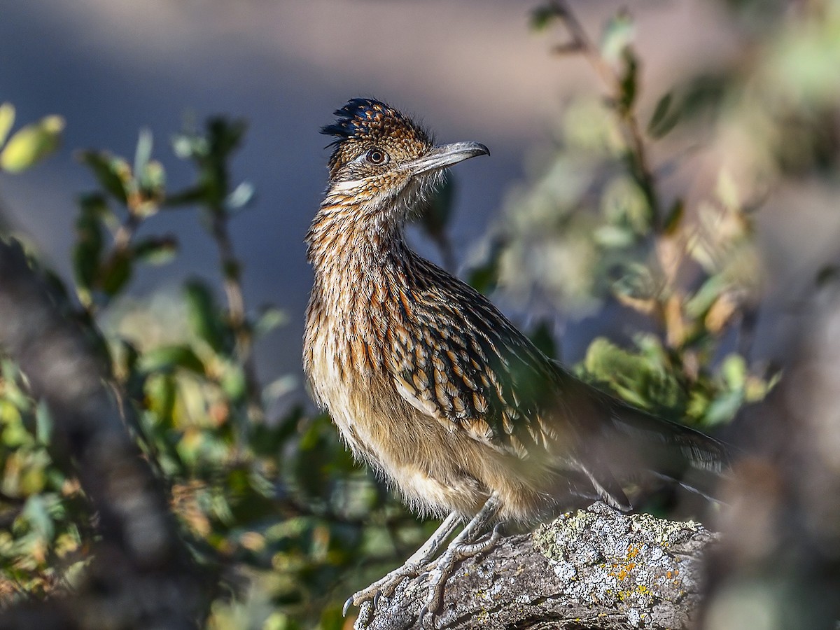 Greater Roadrunner - ML184601811