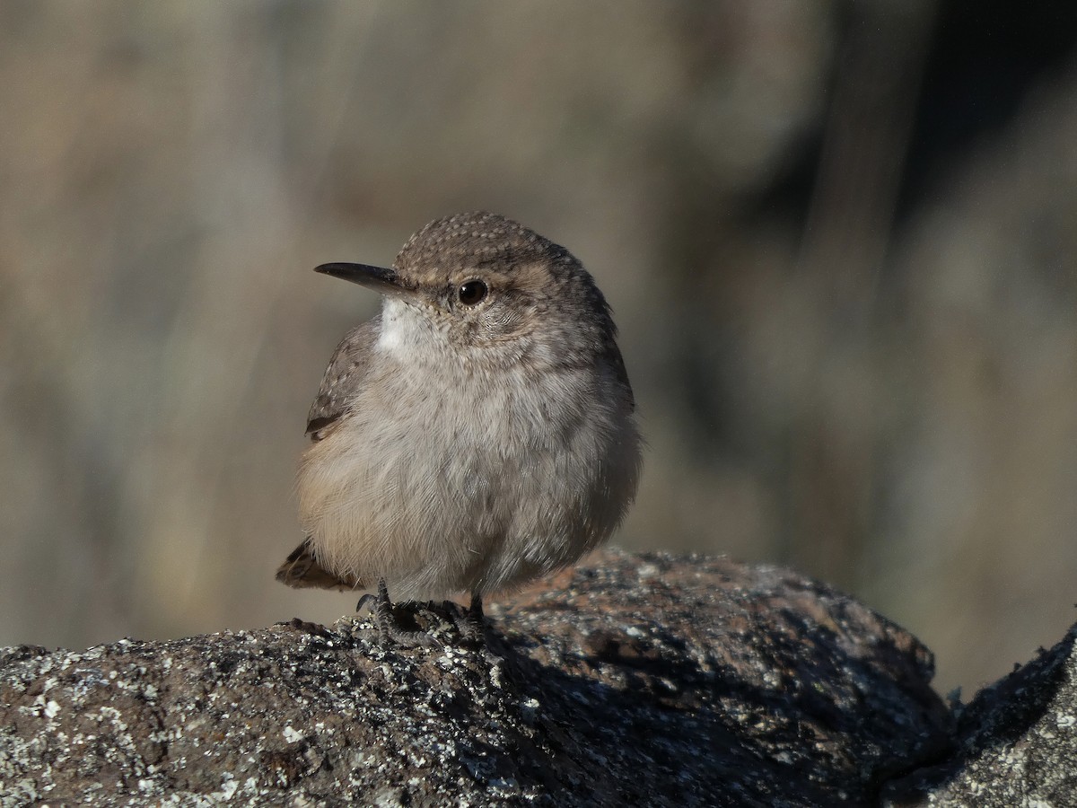 Rock Wren - ML184601951