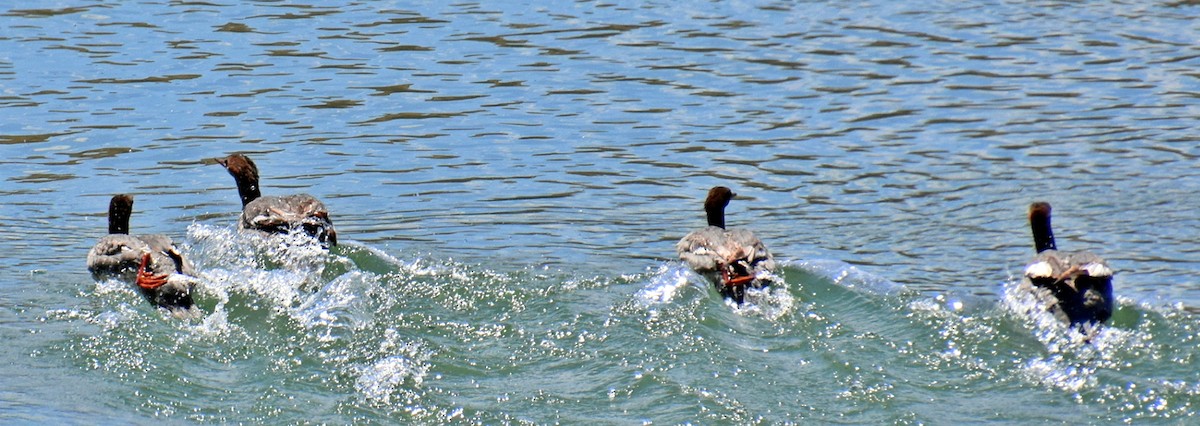 Common Merganser - ML184602311