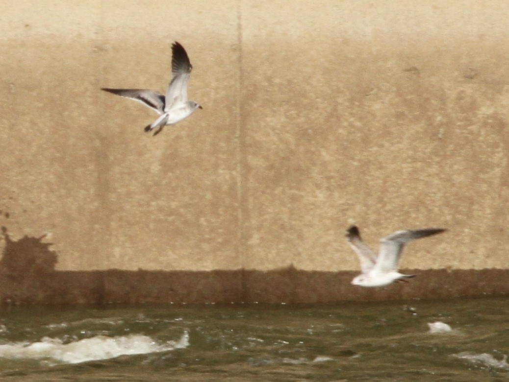 Laughing Gull - ML184602321