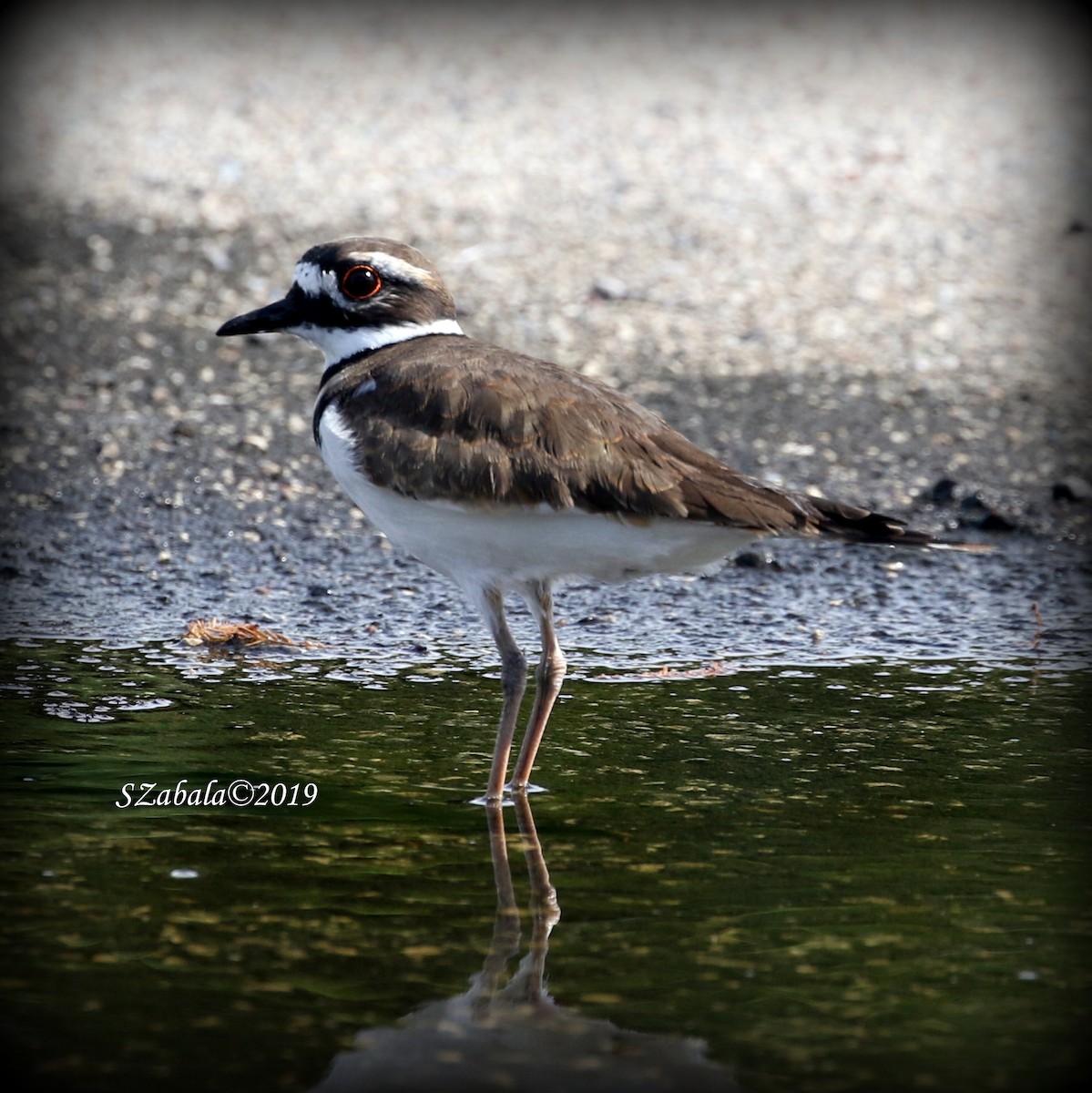 Killdeer - Sandra Zabala