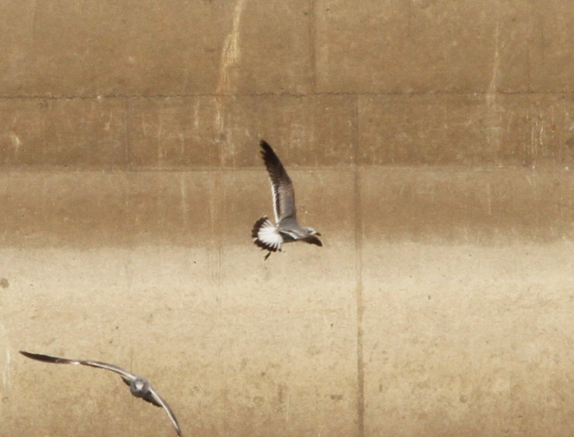Laughing Gull - ML184602501