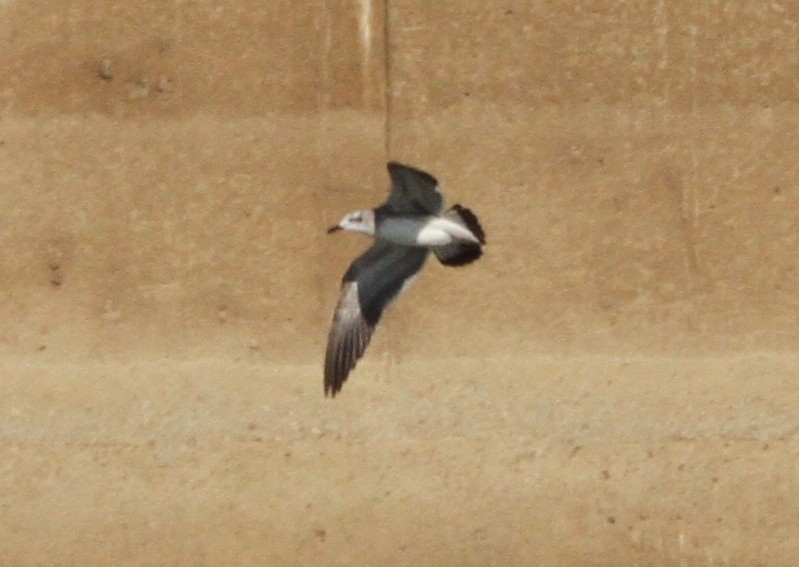 Laughing Gull - ML184602551