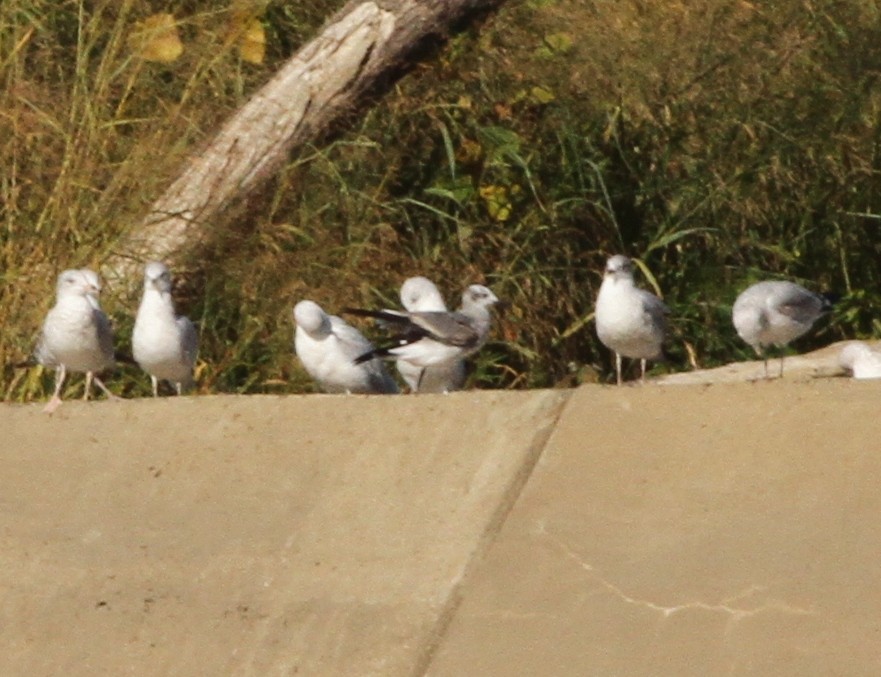 Laughing Gull - ML184602611