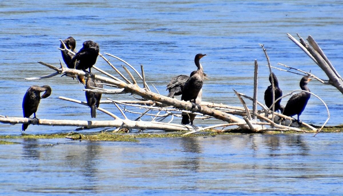 Cormoran à aigrettes - ML184603441