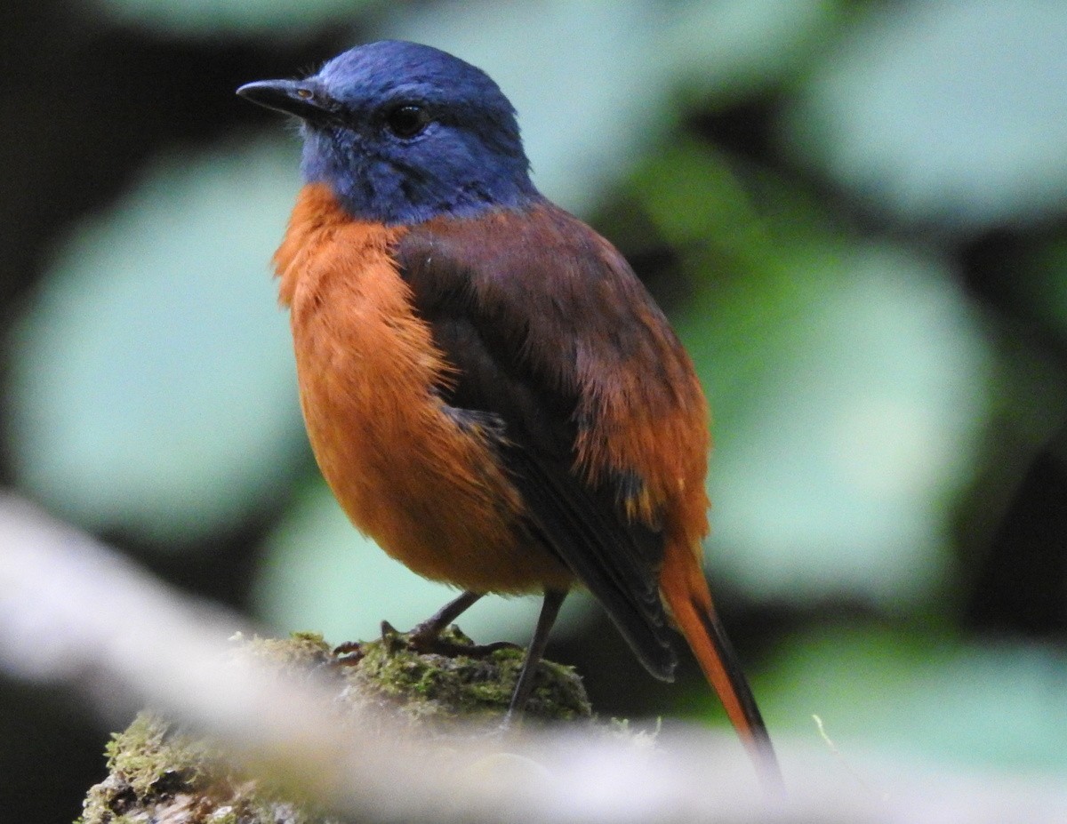 Amber Mountain Rock-Thrush - ML184604431