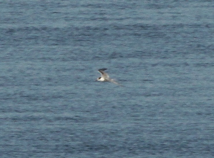 Common Tern - ML184604981
