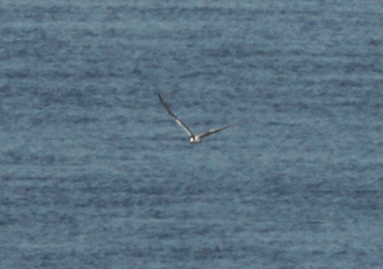 Common Tern - ML184605011