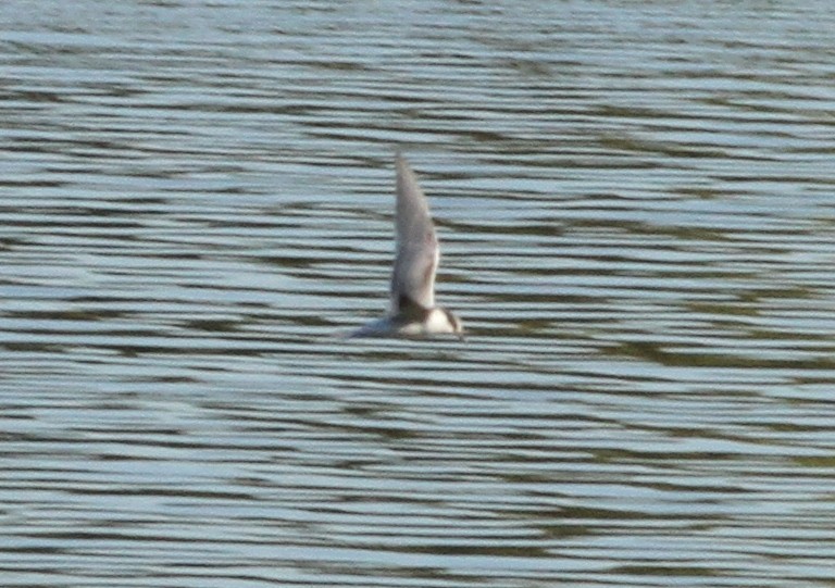 Common Tern - ML184605061