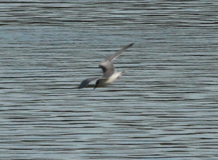 Common Tern - ML184605091