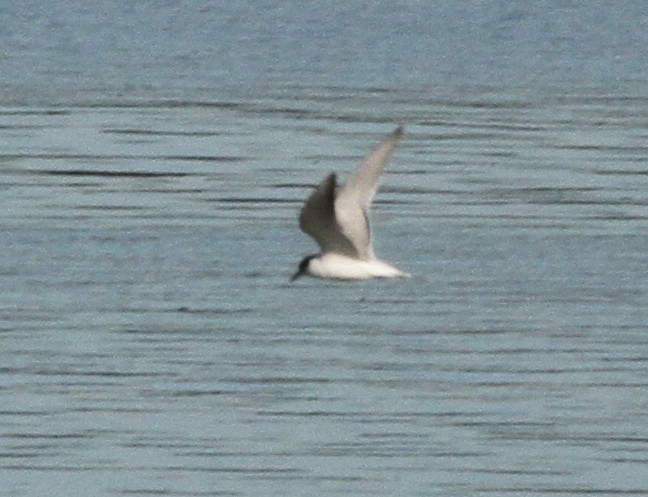 Common Tern - ML184605121