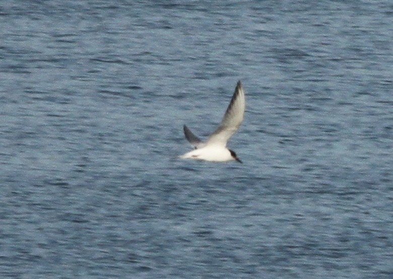 Common Tern - ML184605181