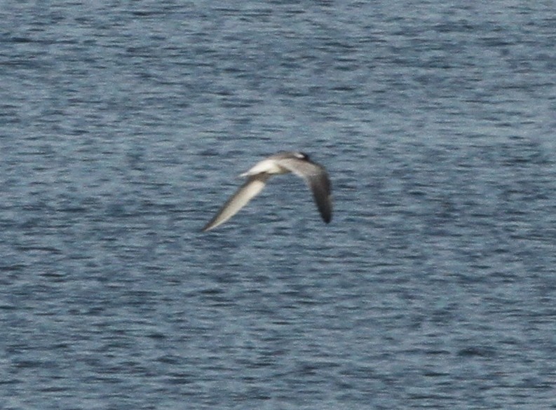 Common Tern - ML184605191