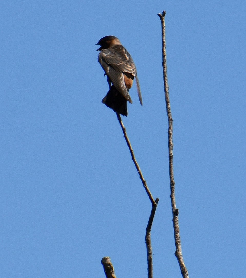 Cliff Swallow - ML184605321