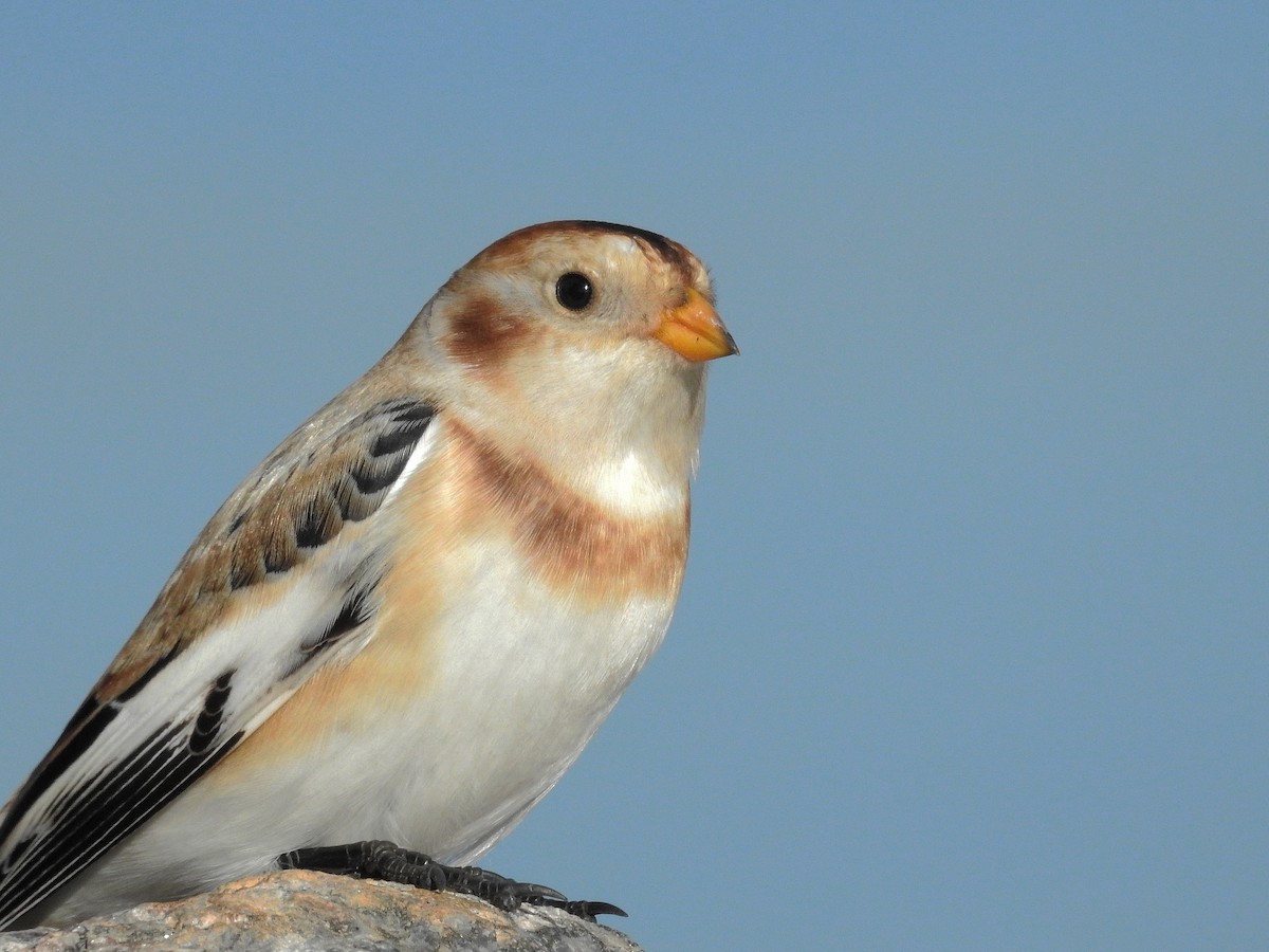 Snow Bunting - ML184606111