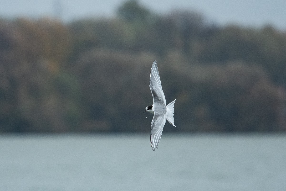 Arctic Tern - Ryan Griffiths