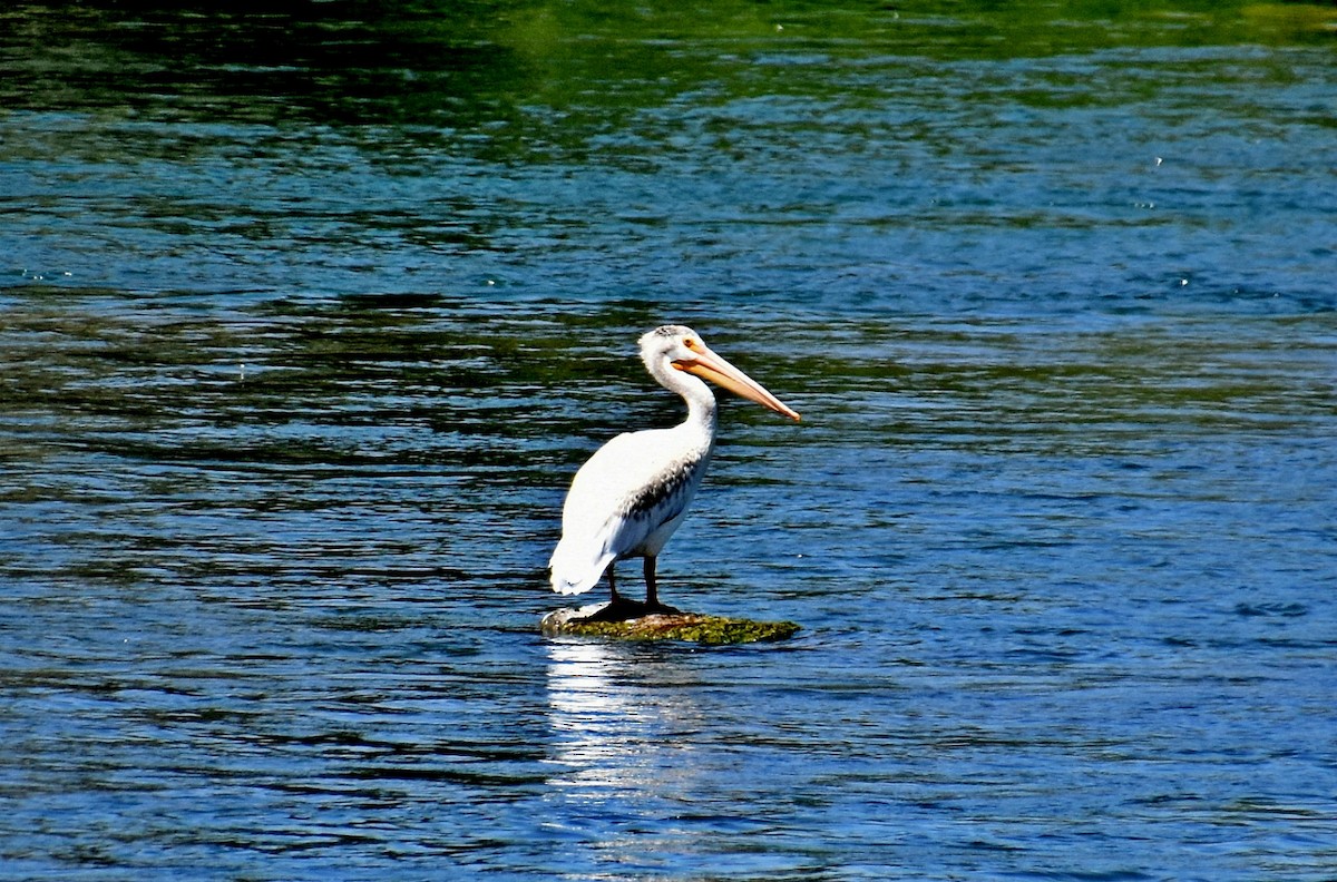 American White Pelican - ML184606601