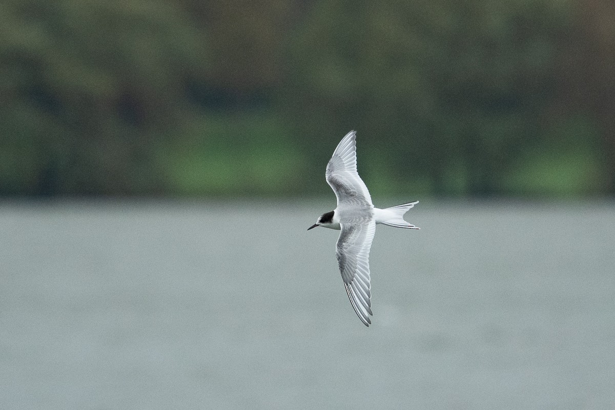 Arctic Tern - ML184607211