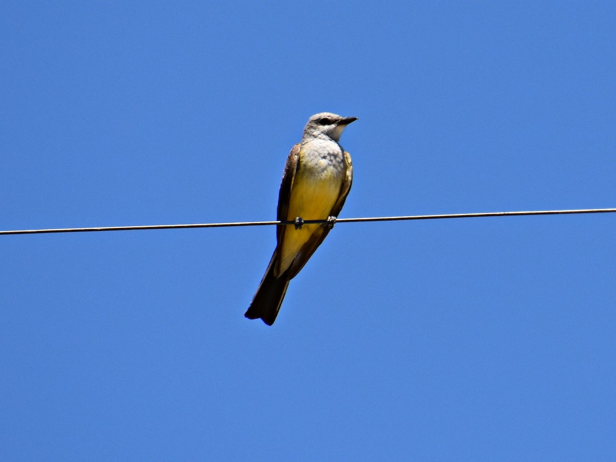 Western Kingbird - ML184607741