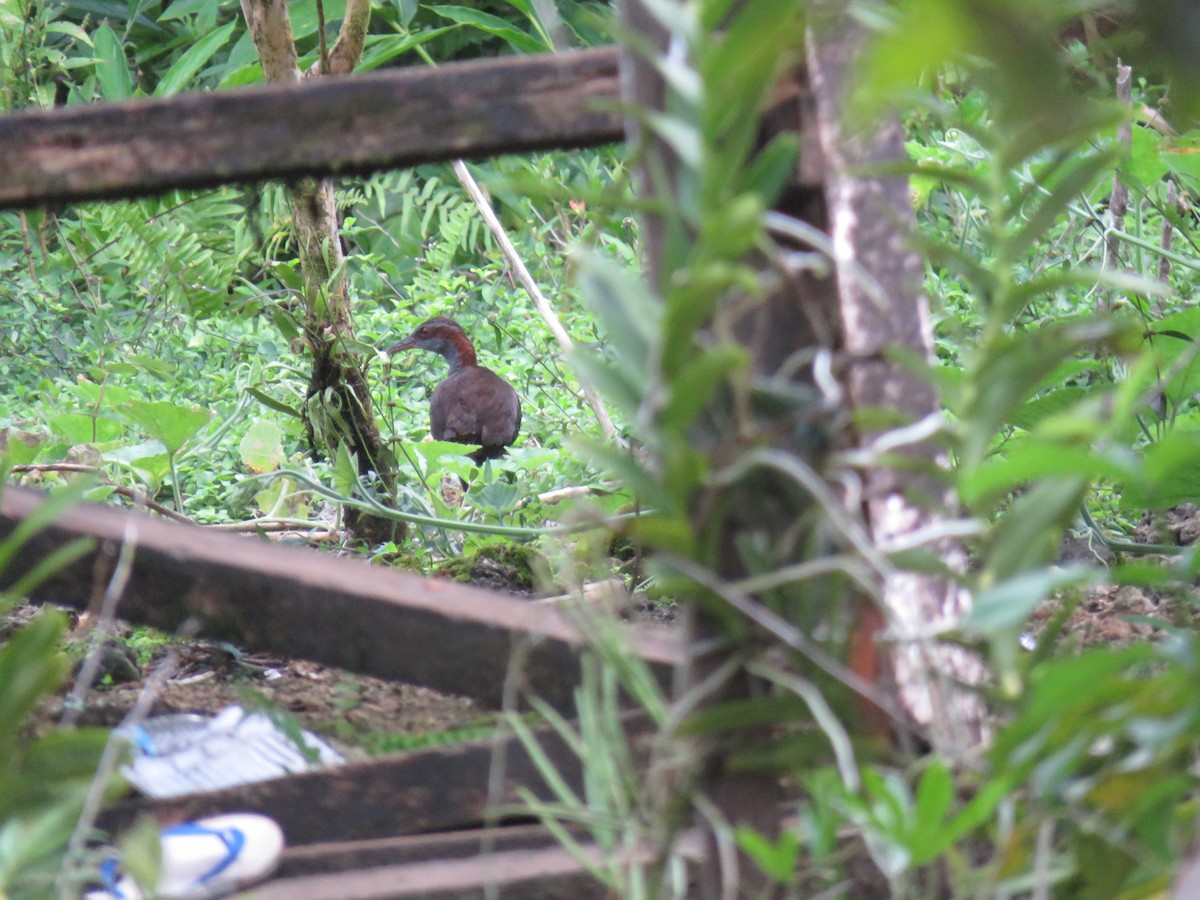 Roviana Rail - Phil Gregory | Sicklebill Safaris | www.birder.travel