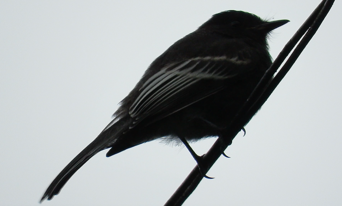 Black Phoebe - ML184612441