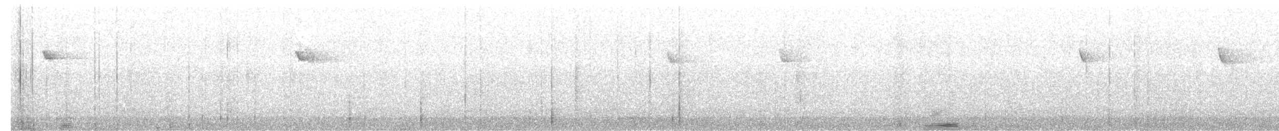 Rhipidure des Salomon - ML184616161