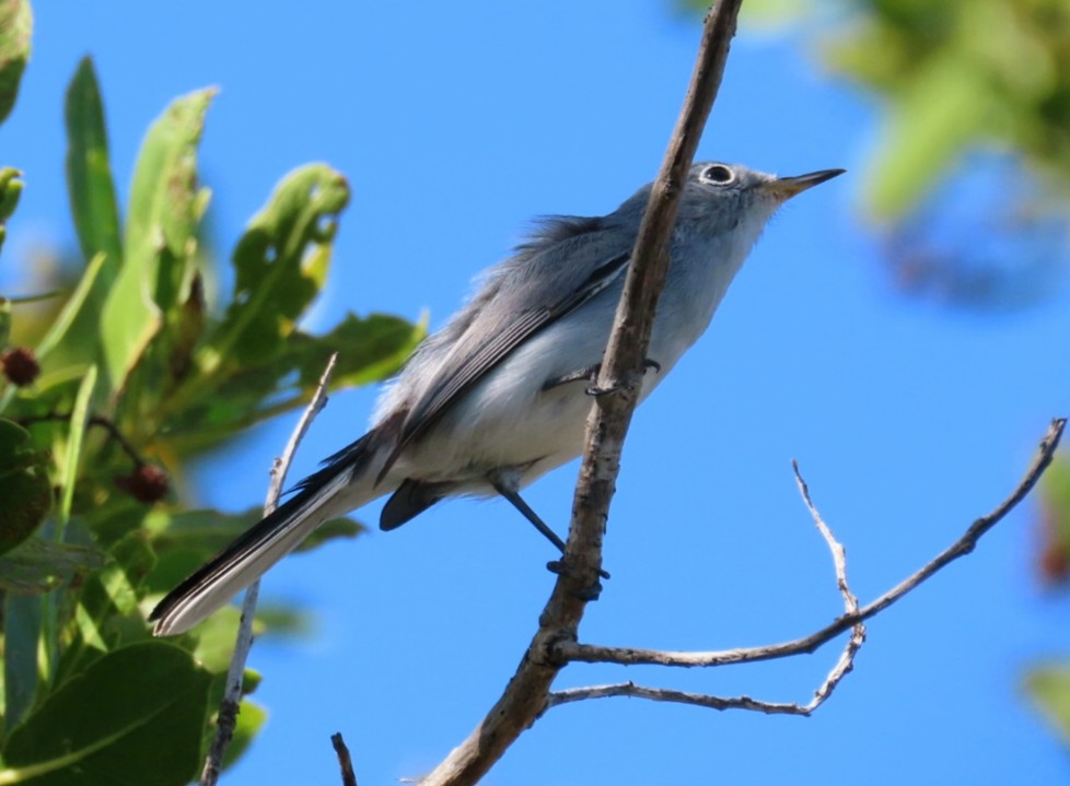 Blue-gray Gnatcatcher - ML184616201