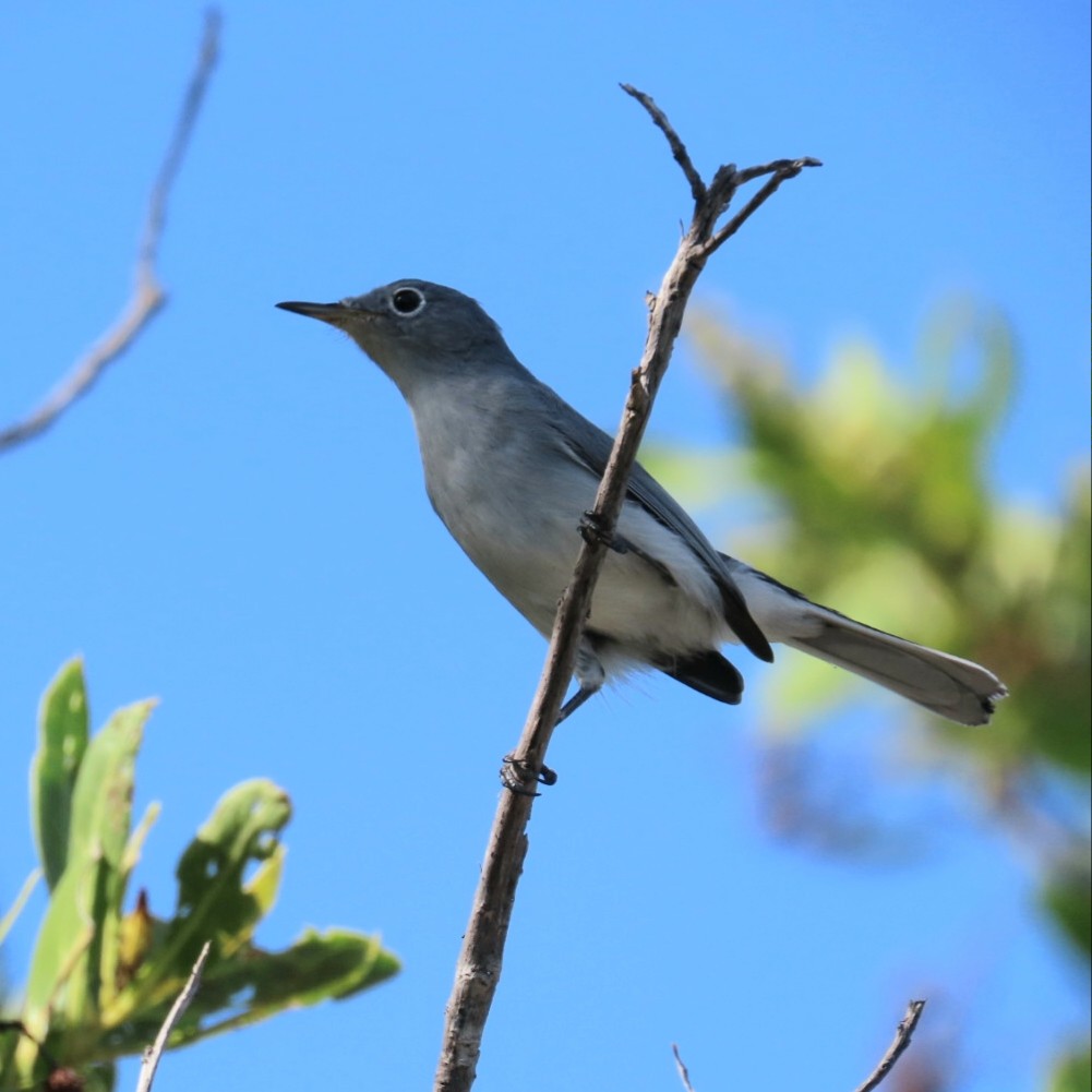 Blue-gray Gnatcatcher - ML184616281