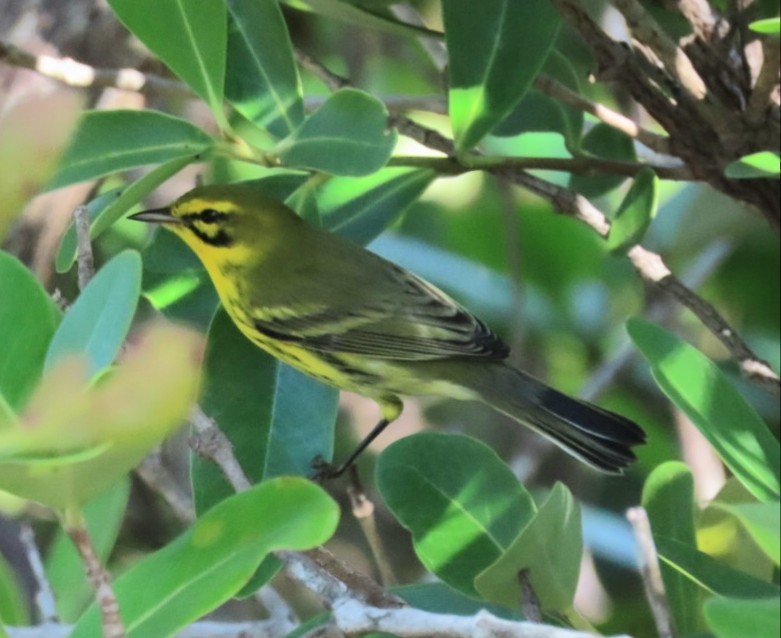 Prairie Warbler - ML184616551