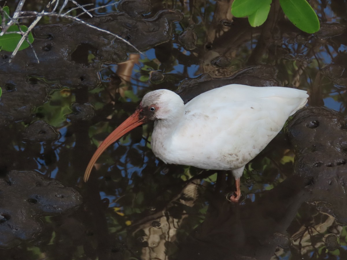 White Ibis - ML184616801