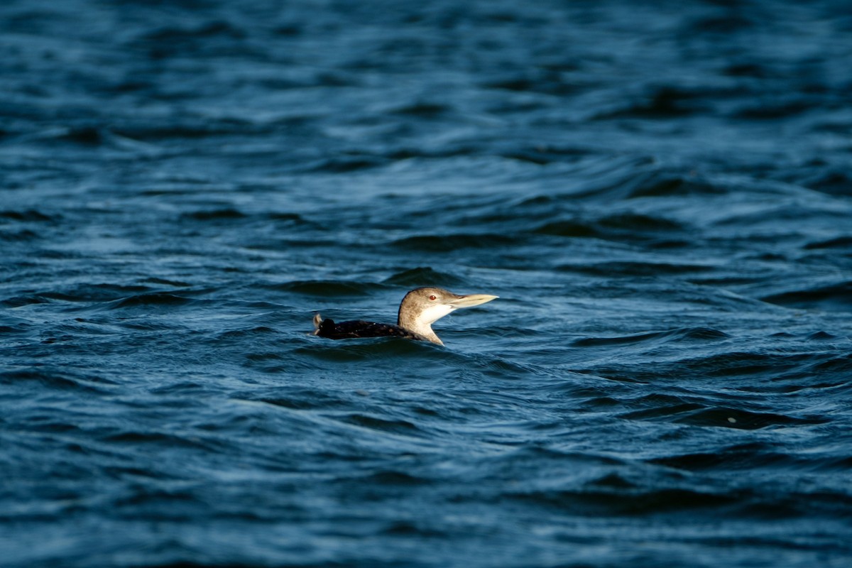 Yellow-billed Loon - Russell Goodin