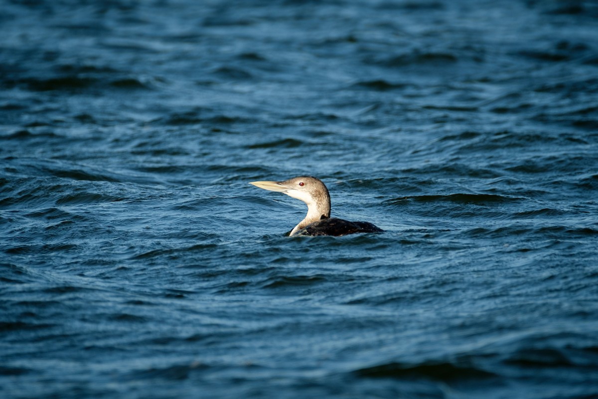 Yellow-billed Loon - ML184616901