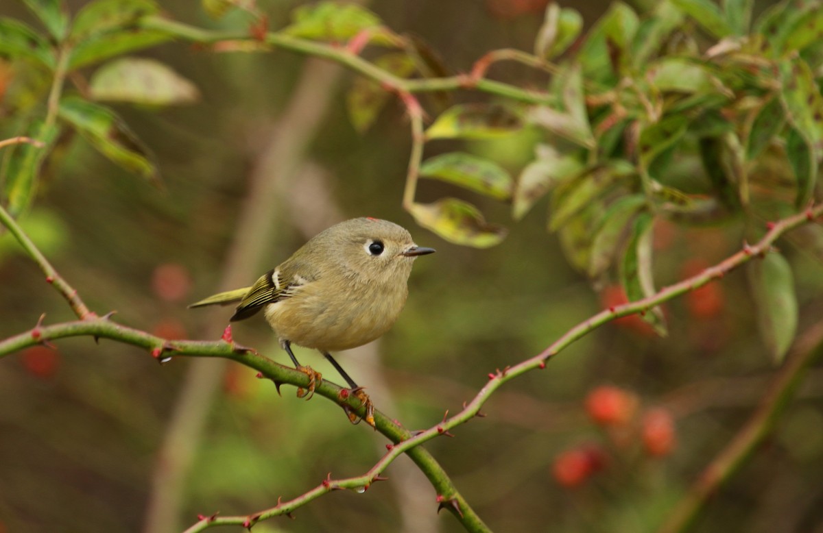 Ruby-crowned Kinglet - Aaron Graham