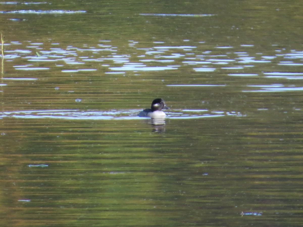 Bufflehead - ML184618101