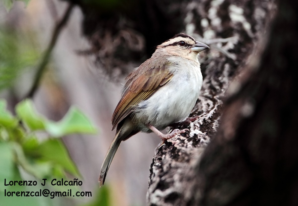 Tocuyo Sparrow - Lorenzo Calcaño